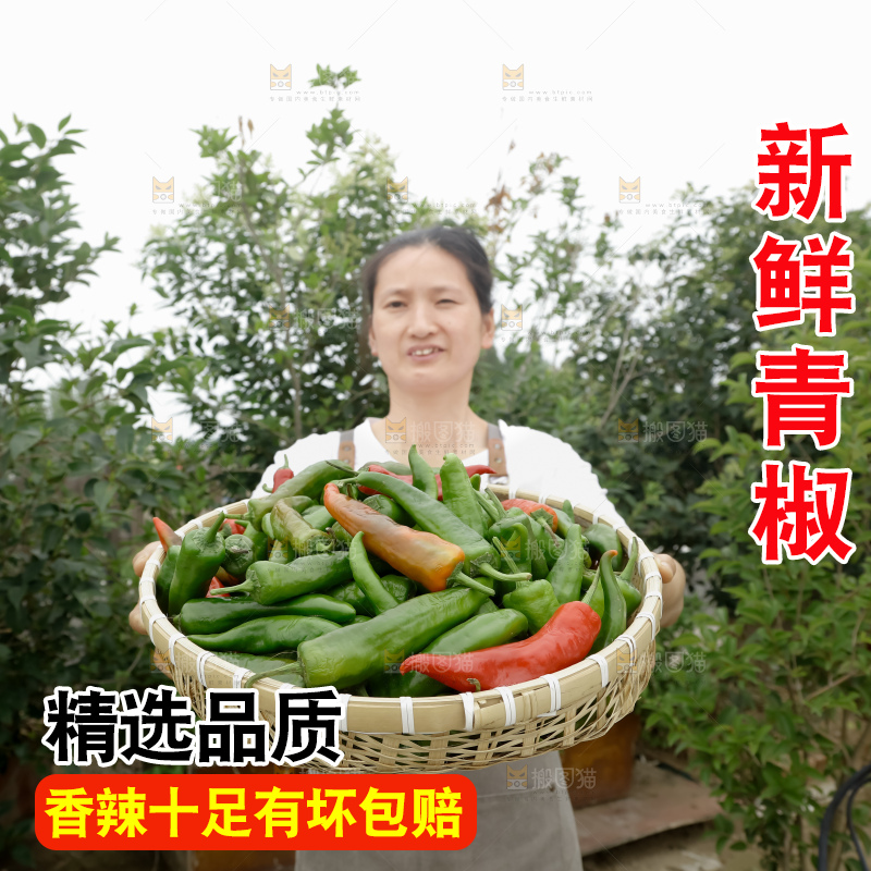 青椒