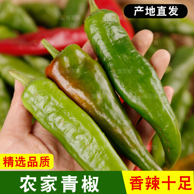 青椒