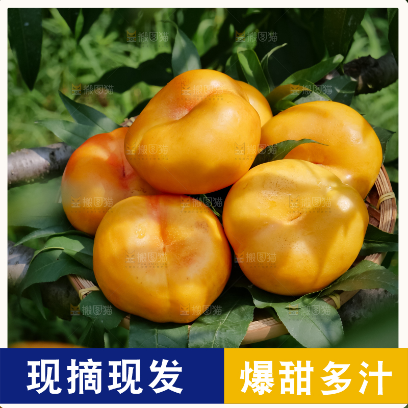 黄油蟠桃