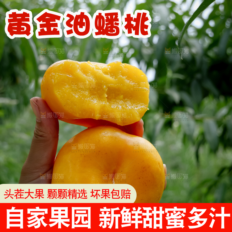 黄油蟠桃