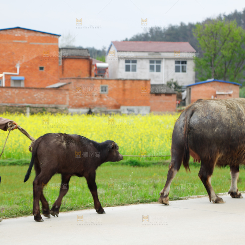 黑牛