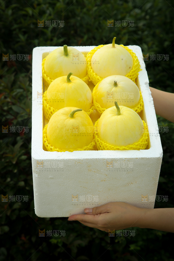 小蜜蜂甜瓜