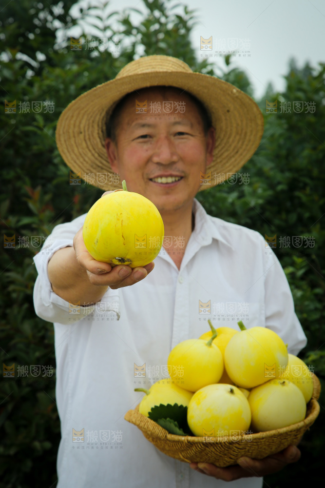小蜜蜂甜瓜