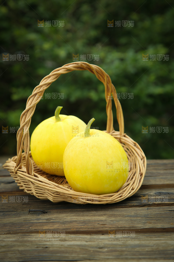 小蜜蜂甜瓜