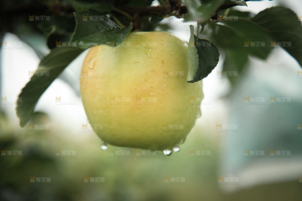 苹果树