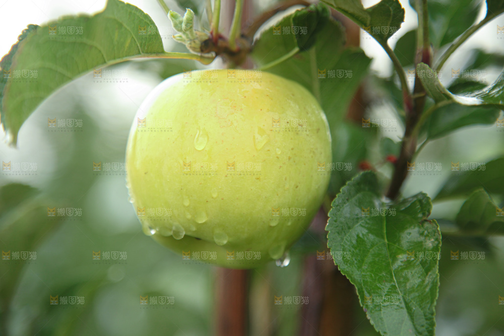 苹果树