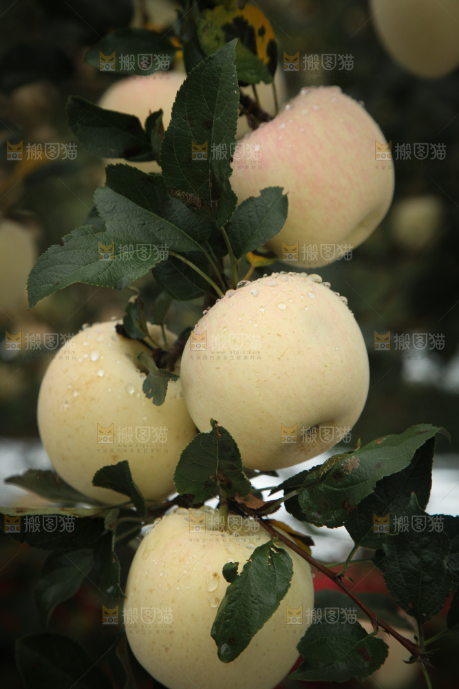 苹果树