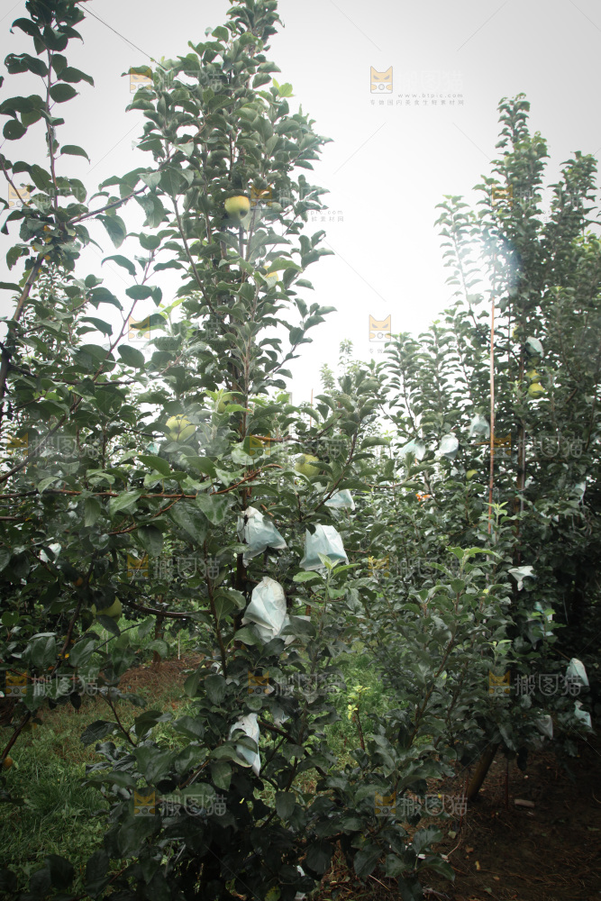 苹果树