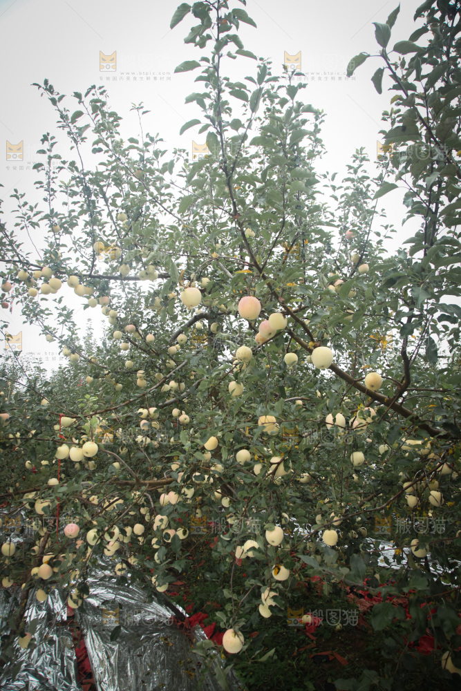 苹果树