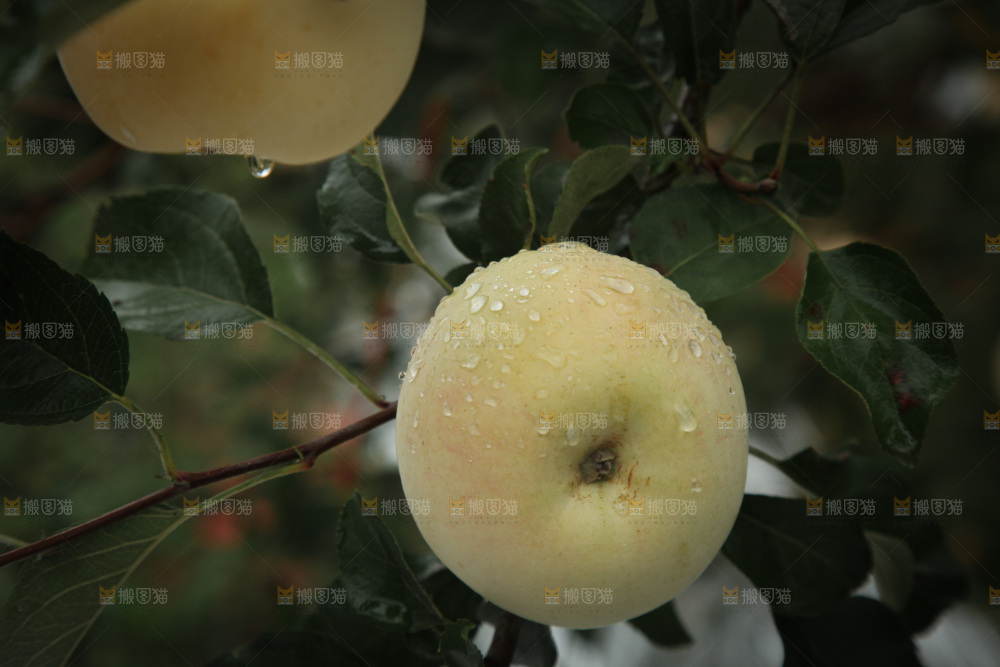 苹果树