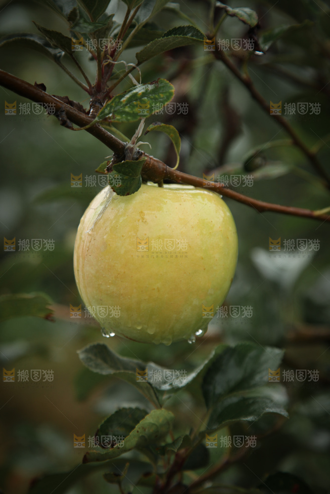 苹果树