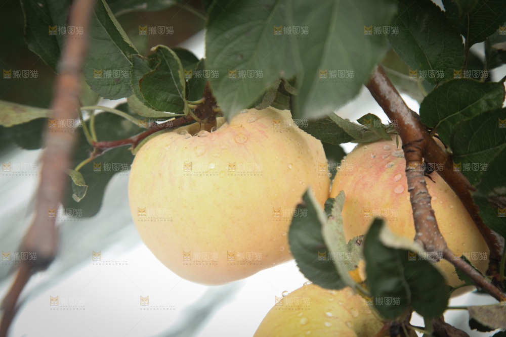 苹果树