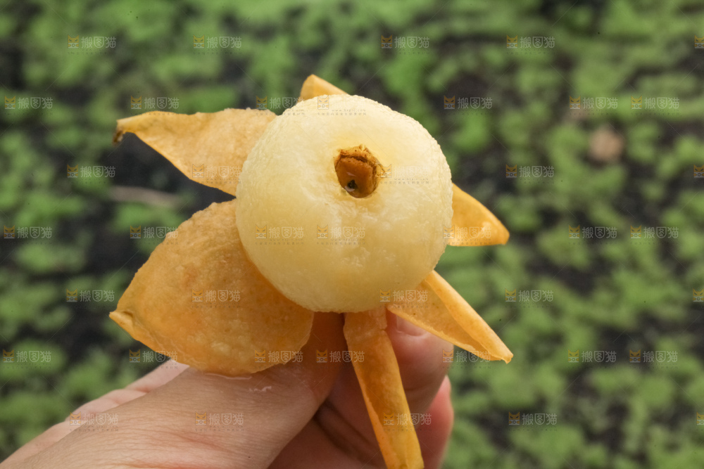 白玉枇杷