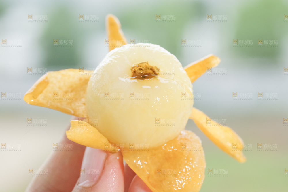 白玉枇杷
