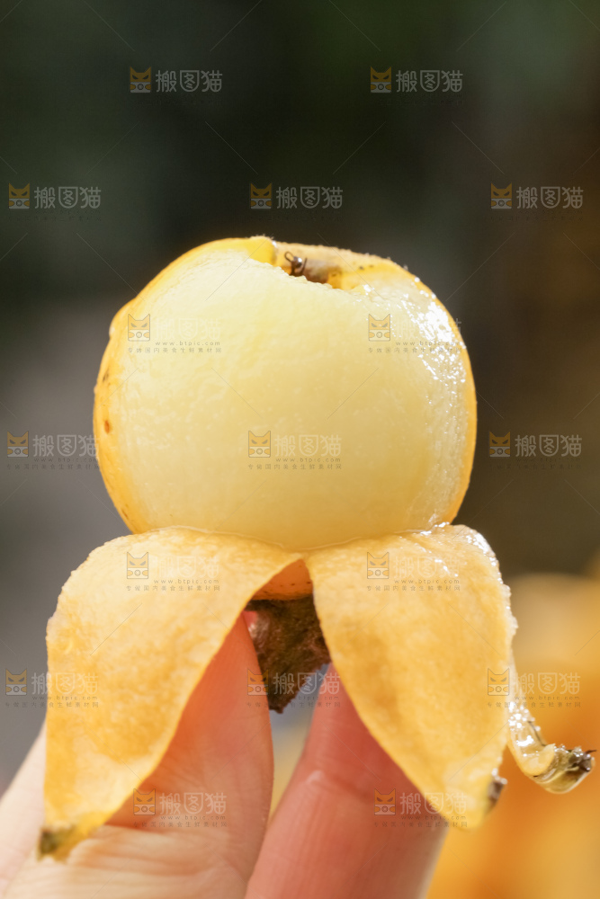 白玉枇杷