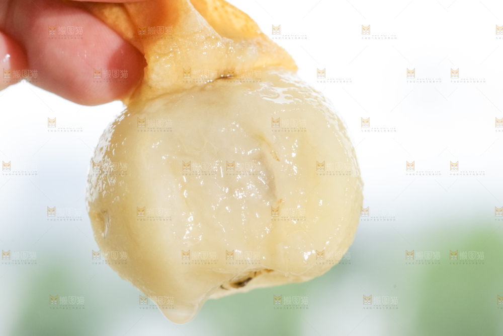 白玉枇杷