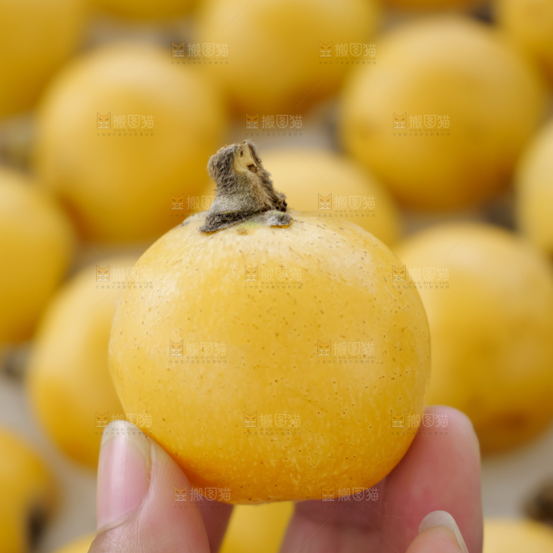 白玉枇杷