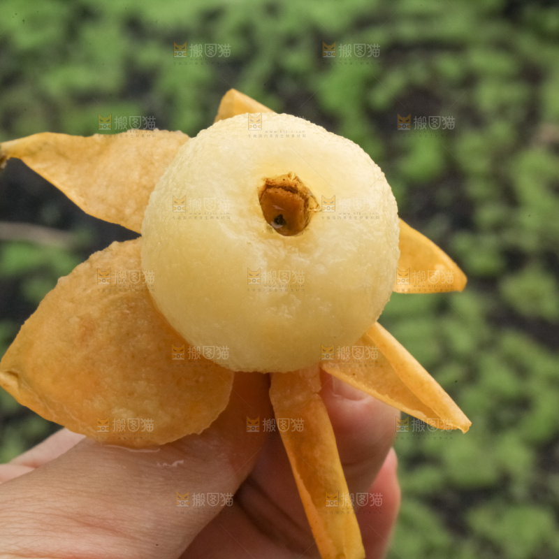 白玉枇杷