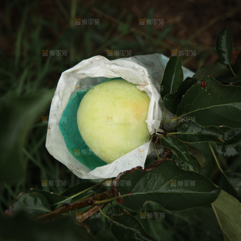 苹果树