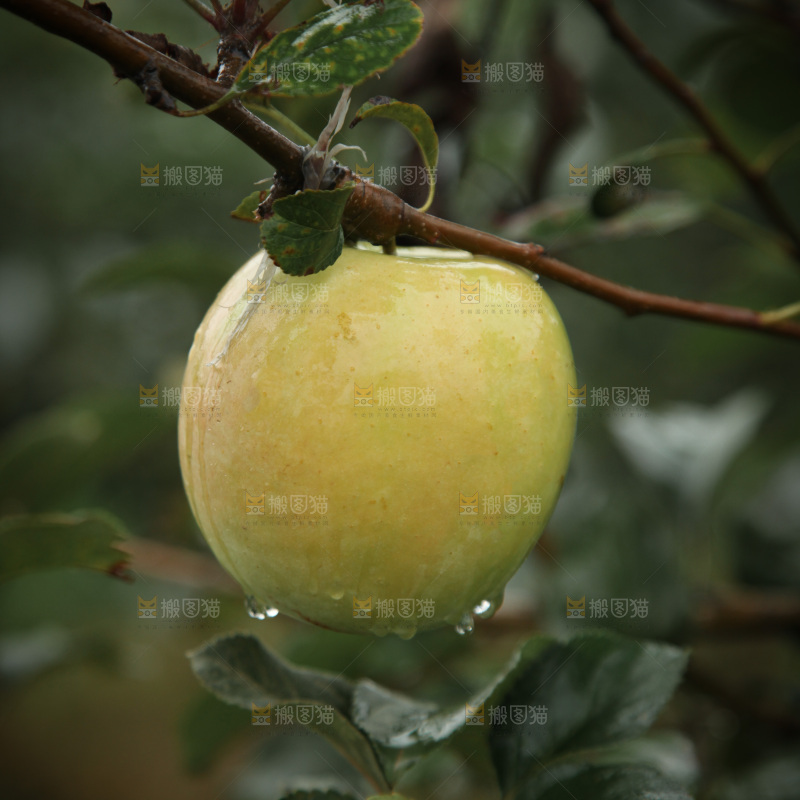 苹果树