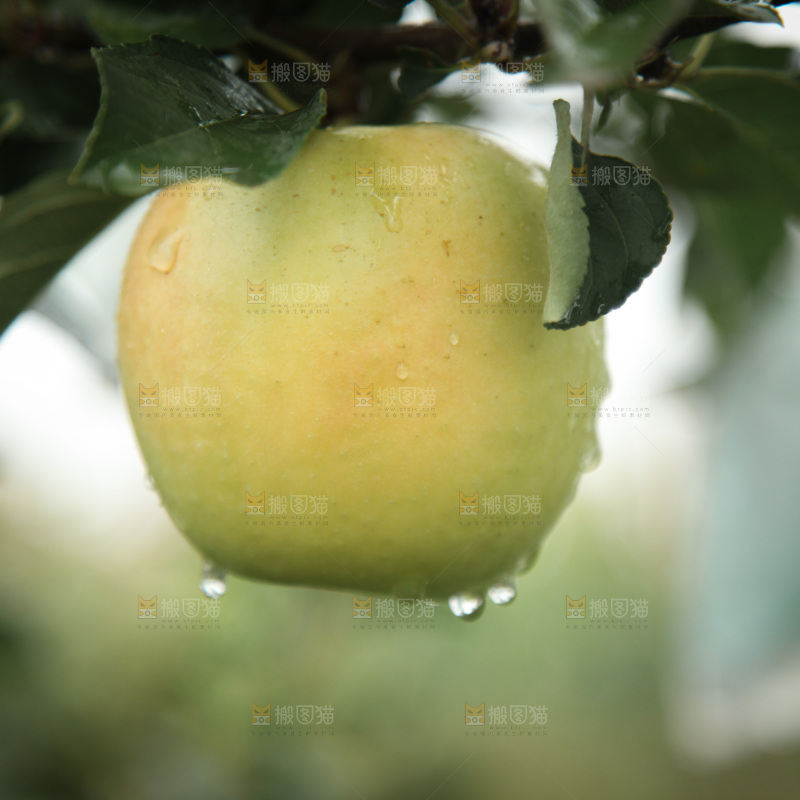苹果树