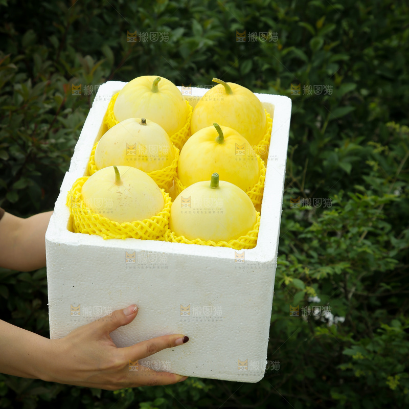 小蜜蜂甜瓜