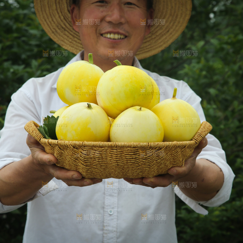 小蜜蜂甜瓜
