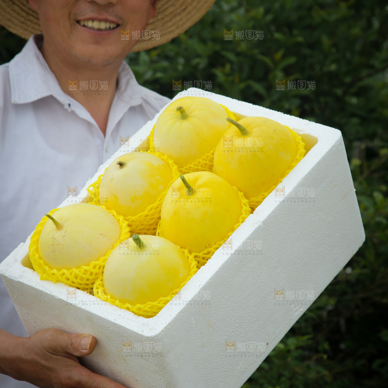 小蜜蜂甜瓜