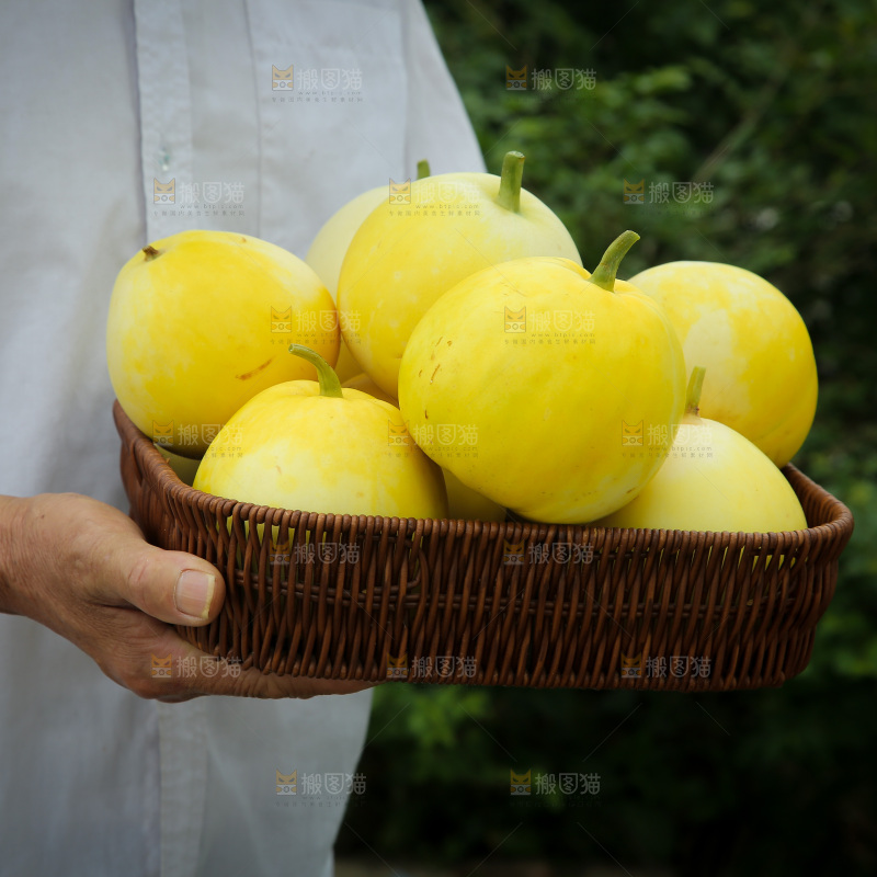 小蜜蜂甜瓜