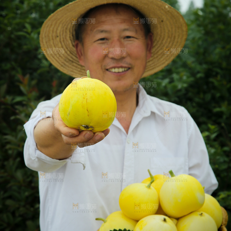 小蜜蜂甜瓜