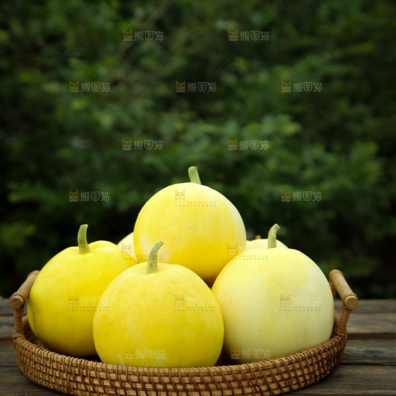 小蜜蜂甜瓜
