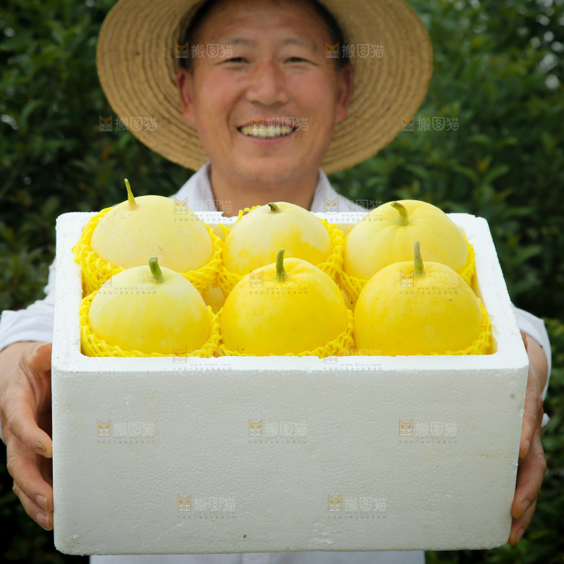 小蜜蜂甜瓜