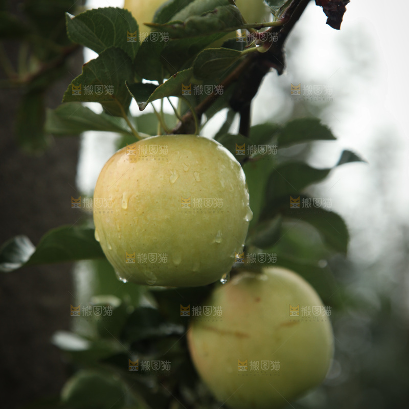 苹果树
