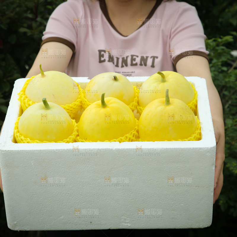 小蜜蜂甜瓜