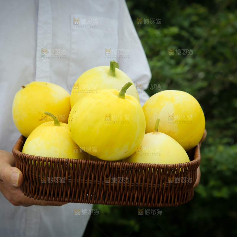 小蜜蜂甜瓜