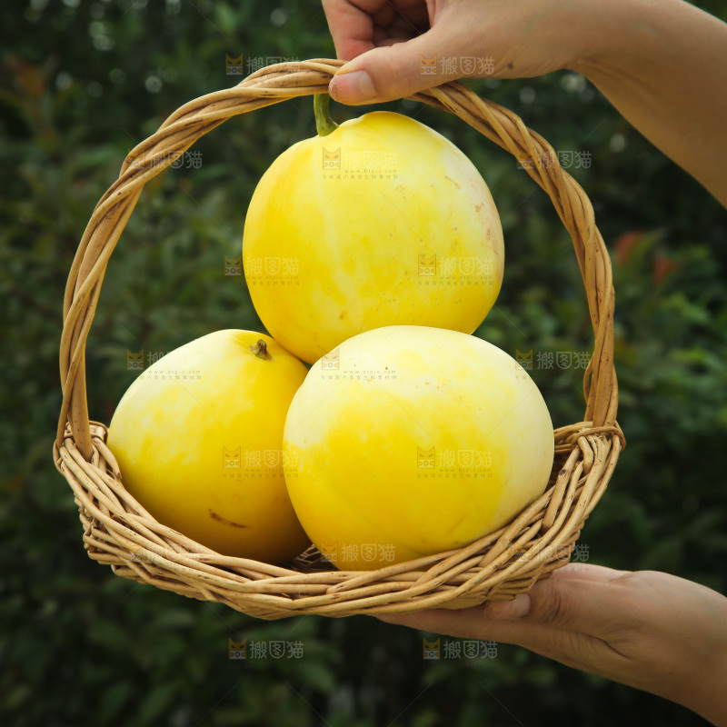 小蜜蜂甜瓜