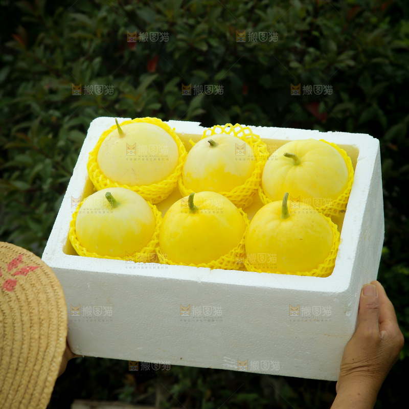小蜜蜂甜瓜
