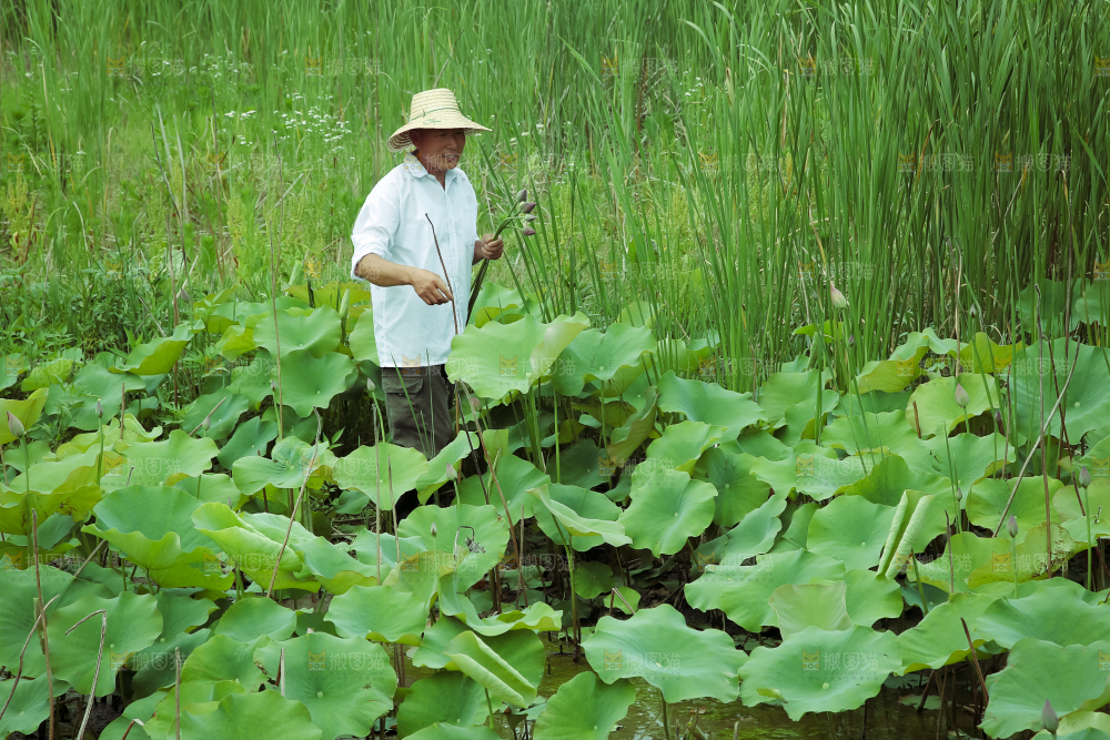 夏日雨后唯美