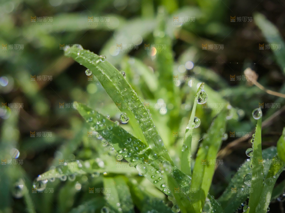 清新绿意 水珠