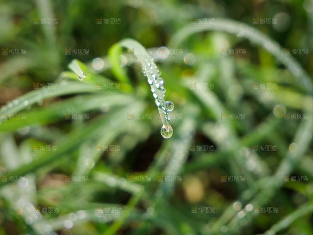 清新绿意 水珠