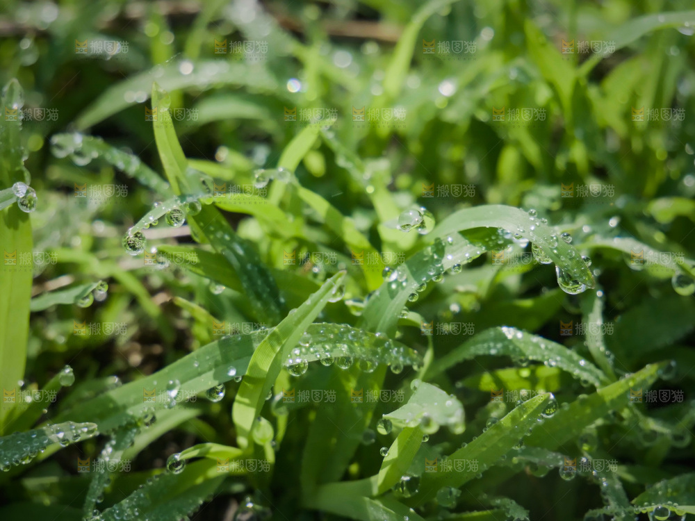 清新绿意 水珠