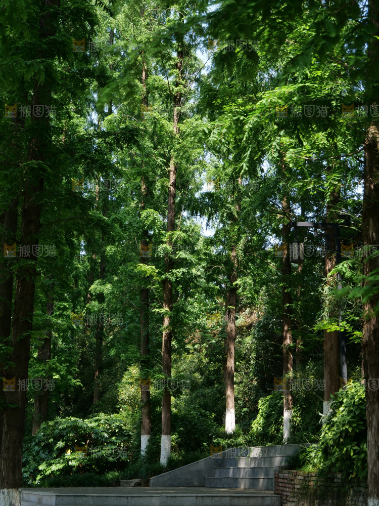 夏日阳光树木