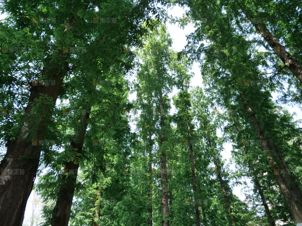 夏日阳光树木