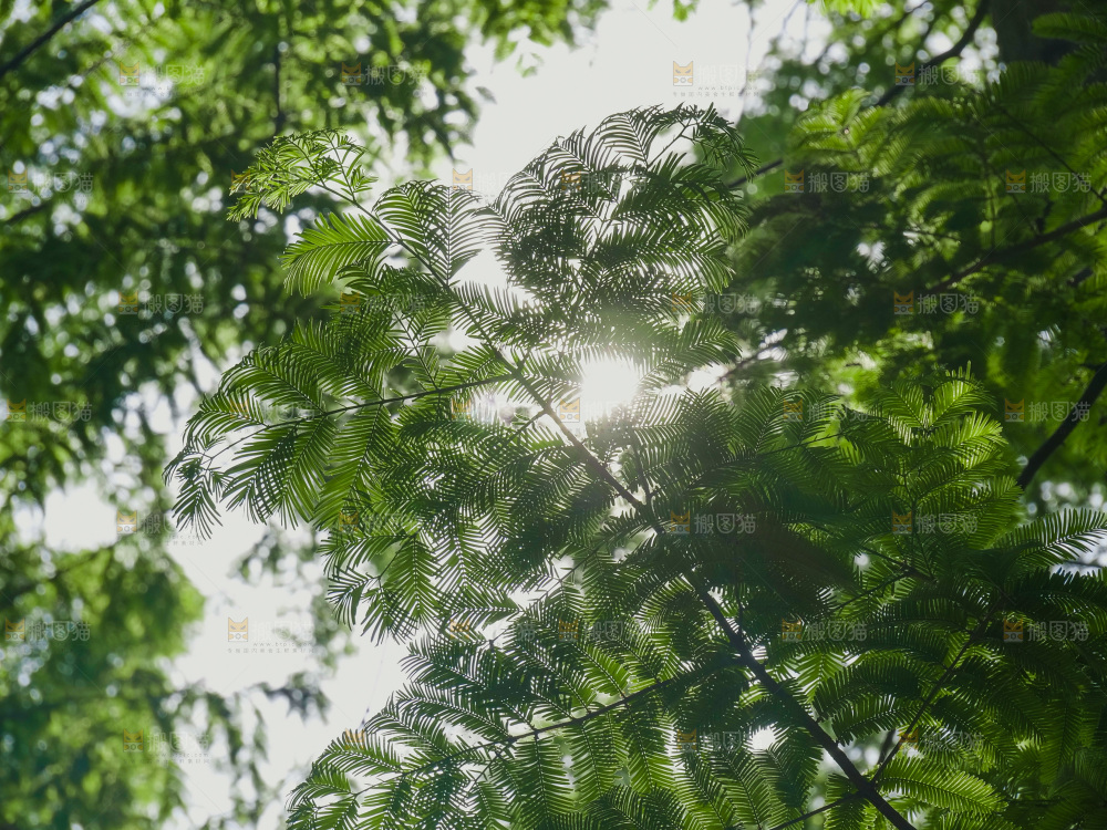 夏日阳光树木
