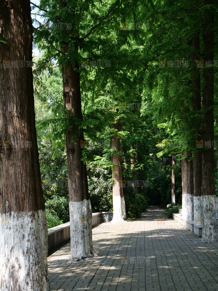 夏日阳光树木