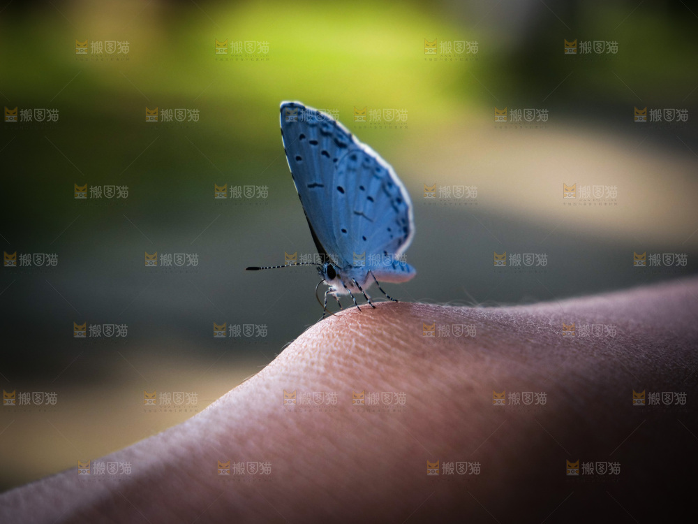 自由 梦幻蓝蝶