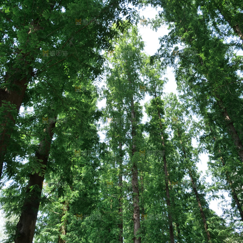 夏日阳光树木