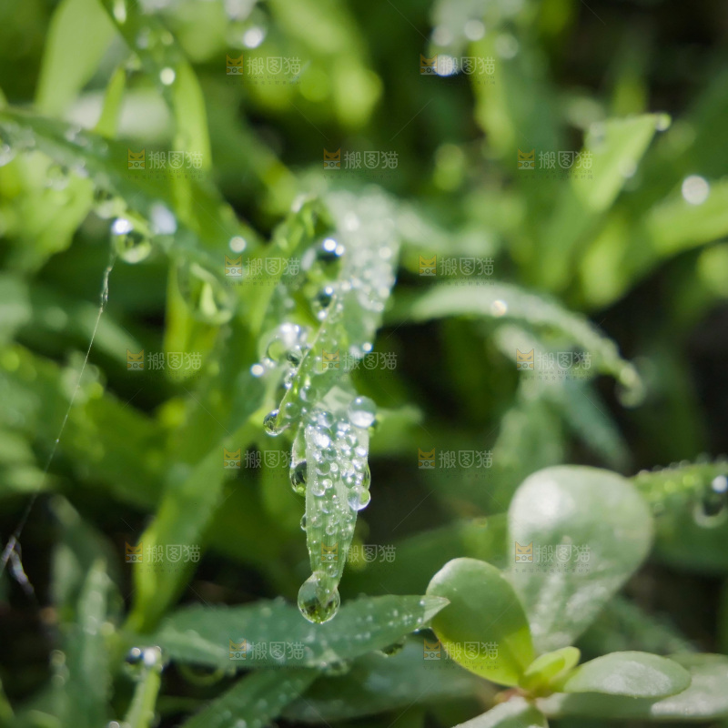 清新绿意 水珠