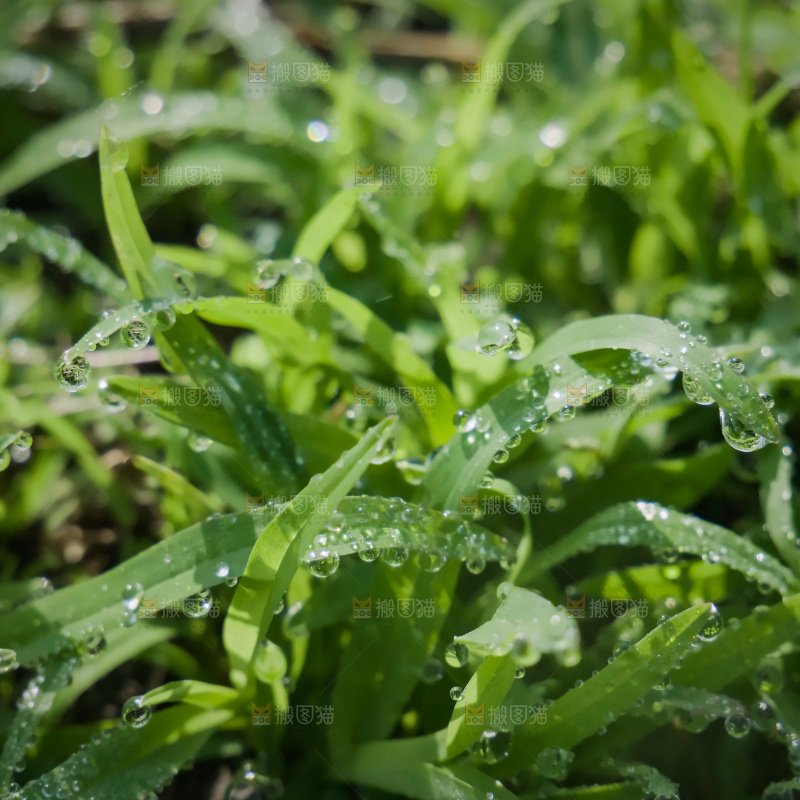清新绿意 水珠