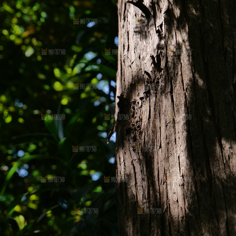 夏日阳光树木